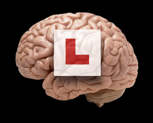 HUMAN BRAIN ON BLACK BACKGROUND WITH RED LEARNER L PLATE