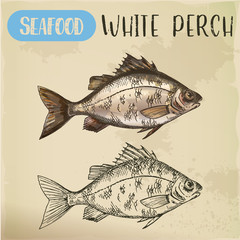 Sketch of perch or european perca. Fish seafood
