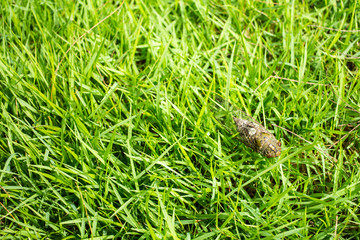 Cicada insect in green grass background
