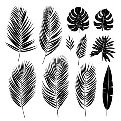 Set of palm leaves. Tropical plants. Vector collection.