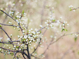 beautiful tree an Apple tree in flower