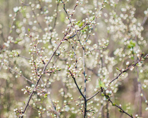 beautiful tree an Apple tree in flower