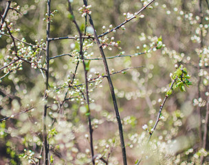 beautiful tree an Apple tree in flower