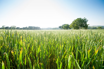 Campo de cebada en primavera