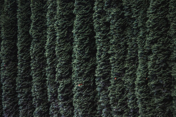 Tuja natural fence