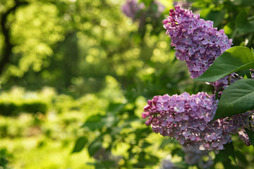 Background for greeting card with syringa flowers