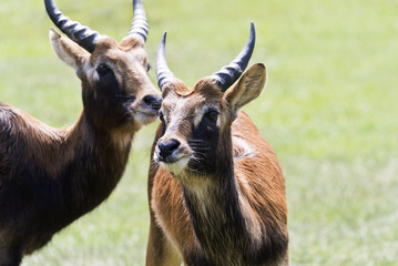 Antelope head
