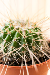 Close-up round cactus with long thorns in brown flower pot.