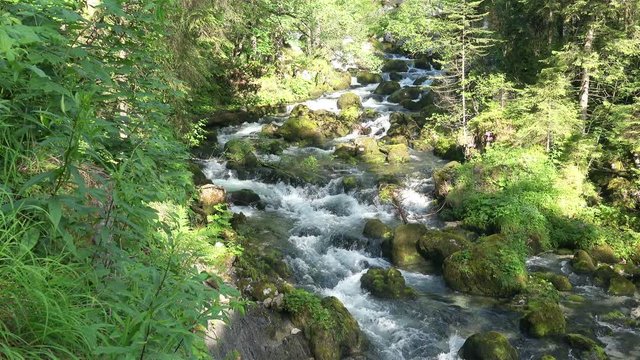 Flowing Mountain River in green Forest Landscape. 4K Ultra HD