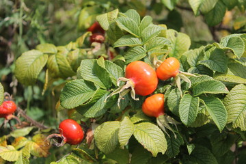 Close up of Rose buds on a wild rose bush.