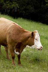 Brown Domestic Cow in a Meadow