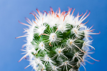 Close-up beautiful round Echinocereus cactus on bright blue background.