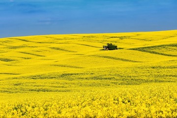 Natural Yellow Background Texture.Spring Rapeseed field . Landscape in south Moravia near Kyjov town. Czech Republic - Europe.
