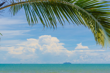 Fototapeta na wymiar palm tree and sea