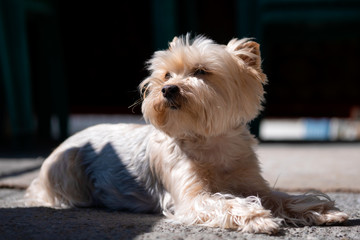 aged yorkshire terrier lying on the ground and looking to the right