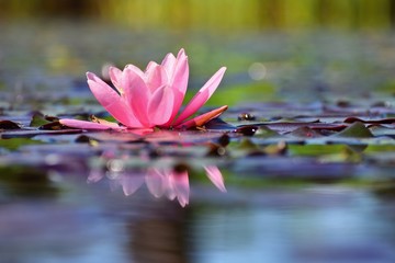 Beautiful flowering pink water lily - lotus in a garden in a pond. Reflections on water surface.
