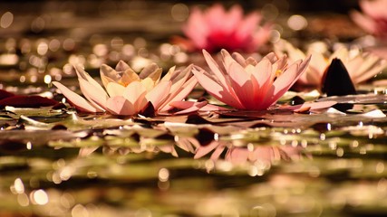 Obrazy na Szkle  Piękne kwitnienia różowa lilia wodna - lotos w ogrodzie w stawie. Refleksje na powierzchni wody.