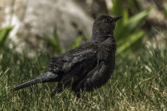 Frmale Brewers Blackbird in profile view.