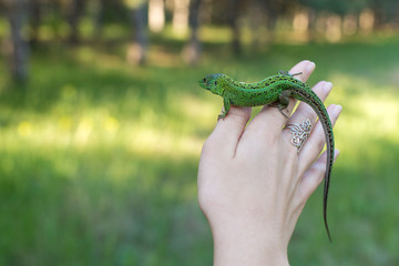 Green lizard on a tree close up