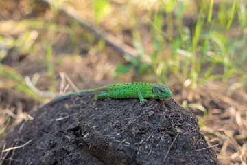 Green lizard on a tree close up