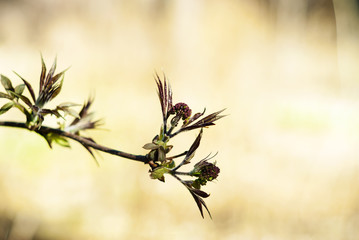 barely bloomed in spring leaflets and inflorescences of lilac closeup on a light blurred background