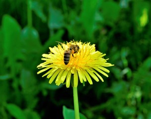 honey bee and dandelion flower in spring