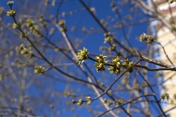 barely bloomed in spring leaflets and inflorescences of maple tree closeup on a light blurred background