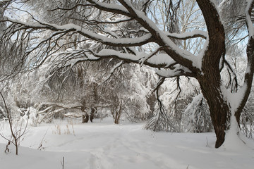 willow © Olga