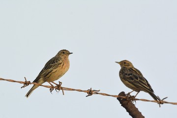 Fototapeta premium Red-throated Pipit - Anthus cervinus, Crete 