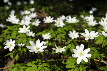 white flowers of forest snowdrops Anemone uralensis closeup on a blurred dark background from ground level