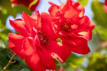 Red roses of spring