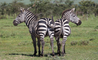 Fototapeta na wymiar Two zebras, side-to-side