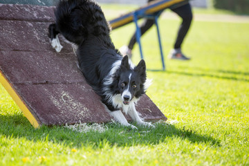 Border Collie dog in agility trial. Agility competition background with copy space