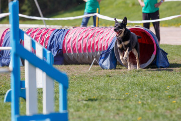 Dog running out from tunnel on its course in agility trial