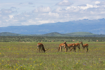 Fototapeta na wymiar Impala grazing among wildflowers