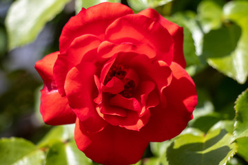 Red roses of spring