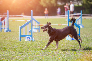 Dog walking near agility obstacles before competition