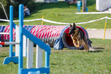 German shepherd running out from tunnel on its course in agility trial