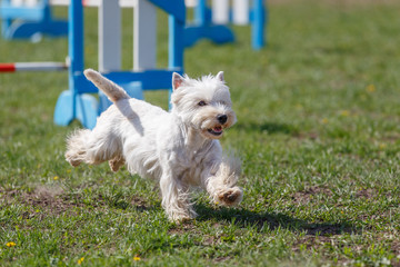 Dog running towards hurdle on its course in agility competition