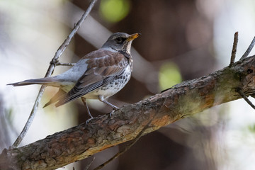 Fieldfare on a branch of a pine