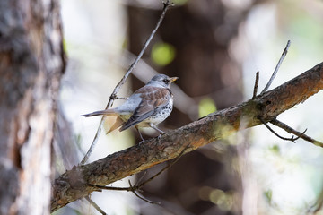 Fieldfare on a branch of a pine
