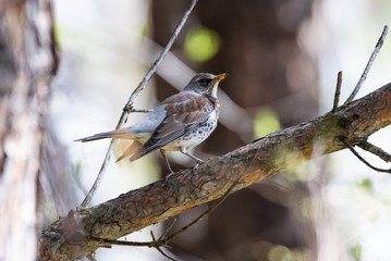 Fieldfare on a branch of a pine