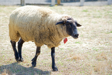 羊山公園の羊