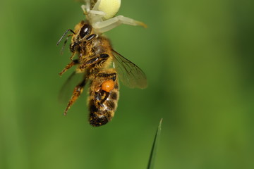Spider with its prey, a bee