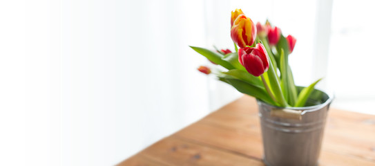 holidays, spring and gardening concept - red tulip flowers in tin bucket on wooden table at home