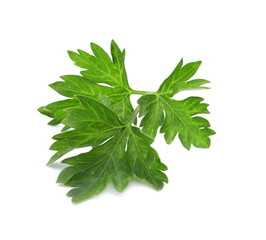 Fresh green parsley on white background