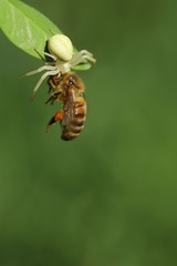 Spider with its prey, a bee