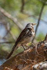 Fieldfare on a branch of a pine