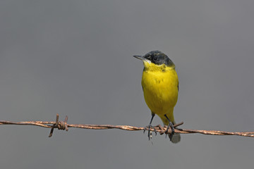 Yellow Wagtail - Motacilla flava feldegg, Crete