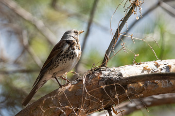 Fieldfare on a branch of a pine